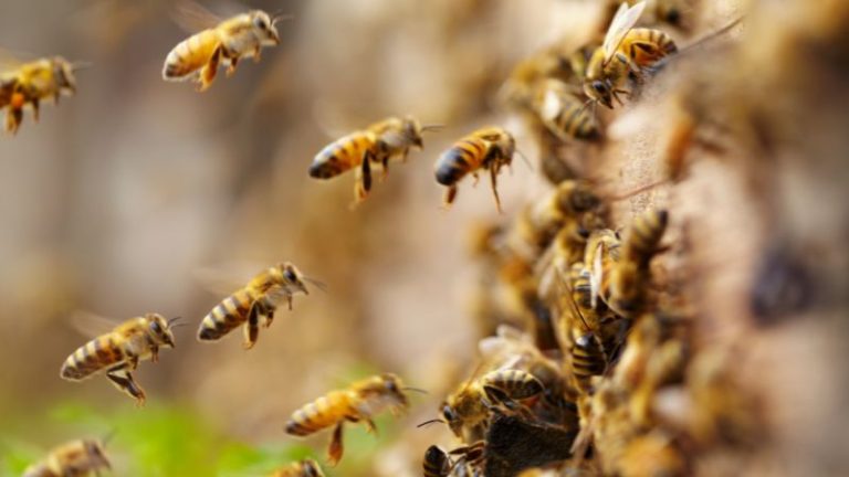 Scientists Stick QR Codes on Bees to Track Their Flight Patterns