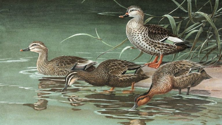 The Oldest Waterfowl on Earth May Have Lived in Antarctica Roughly 69 Million Years Ago