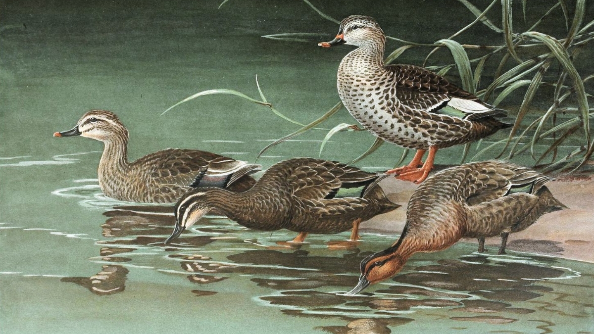 The Oldest Waterfowl on Earth May Have Lived in Antarctica Roughly 69 Million Years Ago