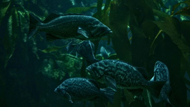 Researchers Find Hundreds Of New Species In Largely Unexplored Deep Sea Regions