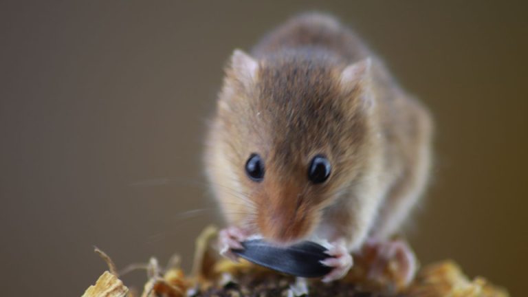 Researchers Reverse Advanced Alzheimer’s Symptoms in Mice