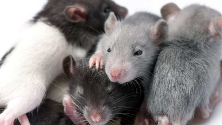 First Generation of Mouse Pups Born After Space Mission