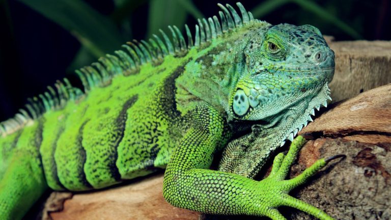 Metabolic Biohacking How Lizards And Pills Redefined Human Appetite
