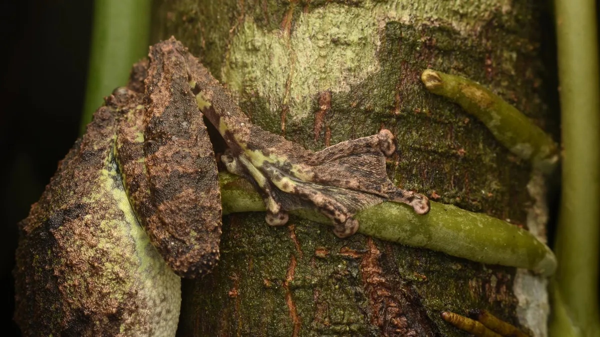 9 Advanced Camouflage Materials That Bend Light
