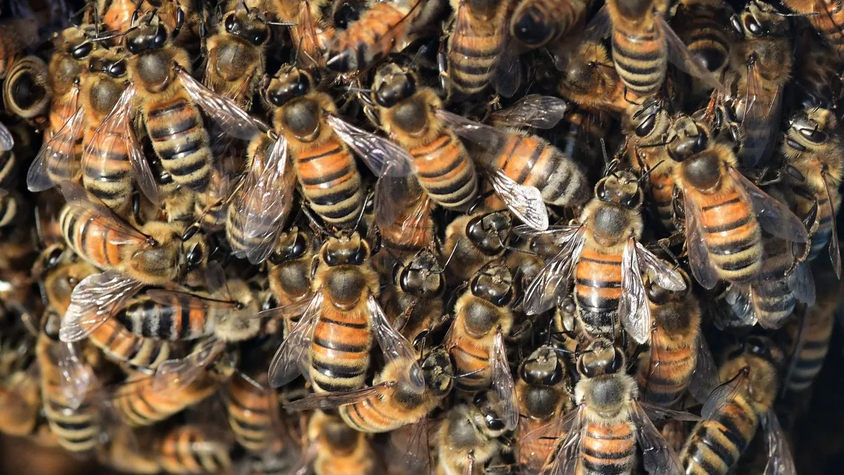 Autonomous Swarm Coordination Technology for Multi