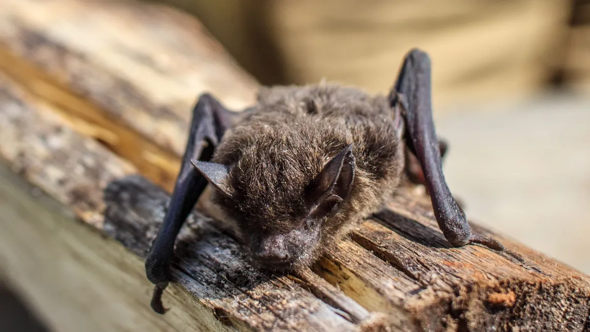 Bat