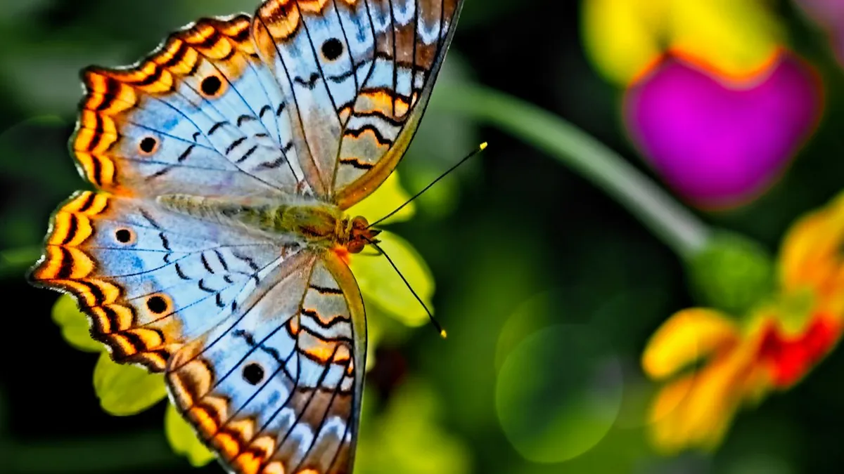Butterfly Dispersal Network