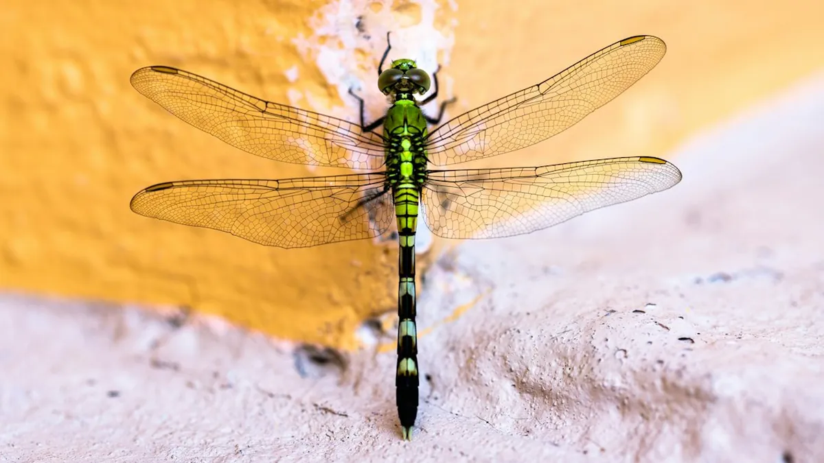 Dragonfly Reconnaissance Unit