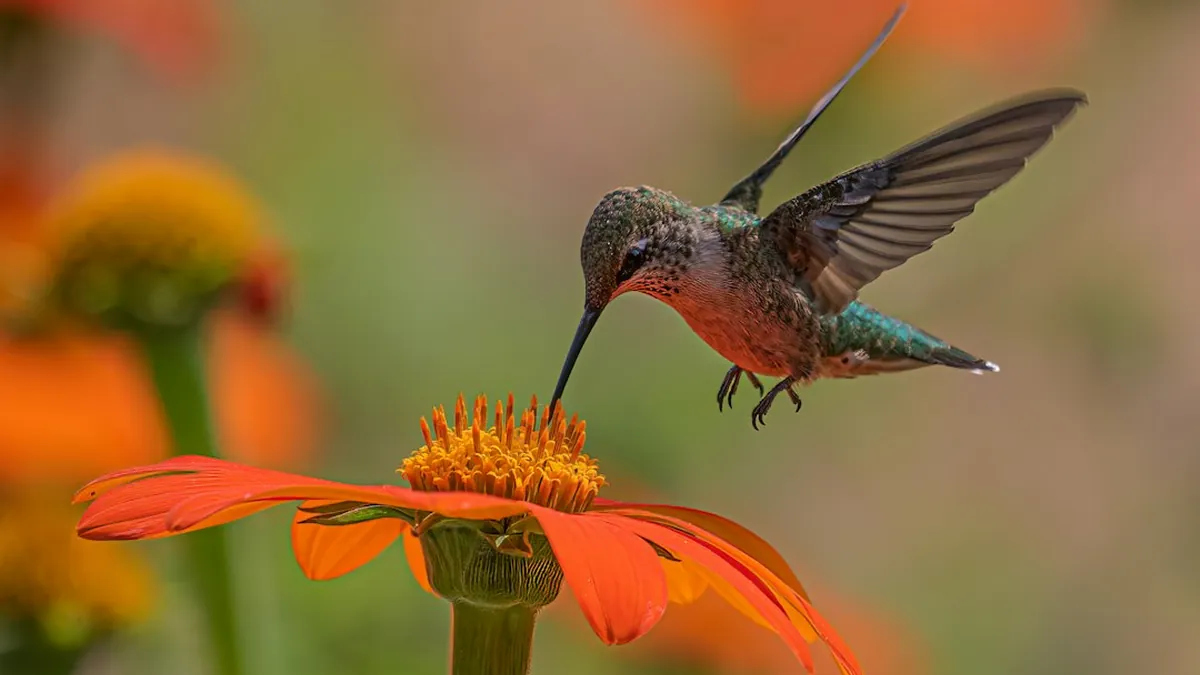 Hummingbird Surveillance Probe