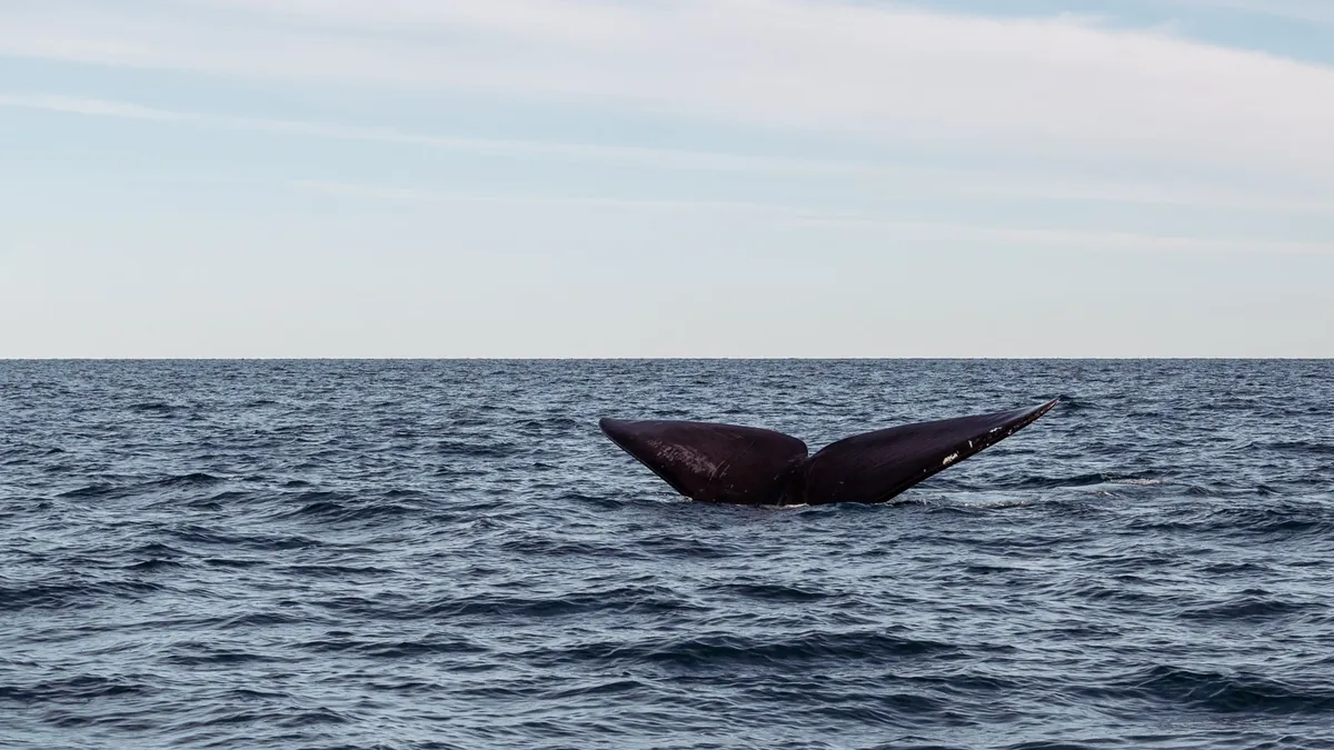 Hydrophone Arrays for Whale Communication Detection and Marine Mammal Behavioral Analysis