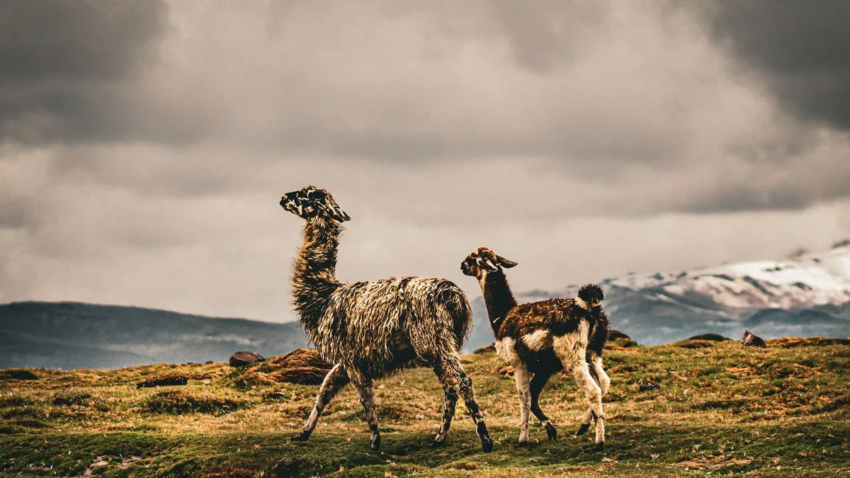 Meta's Llama Language Model Fine