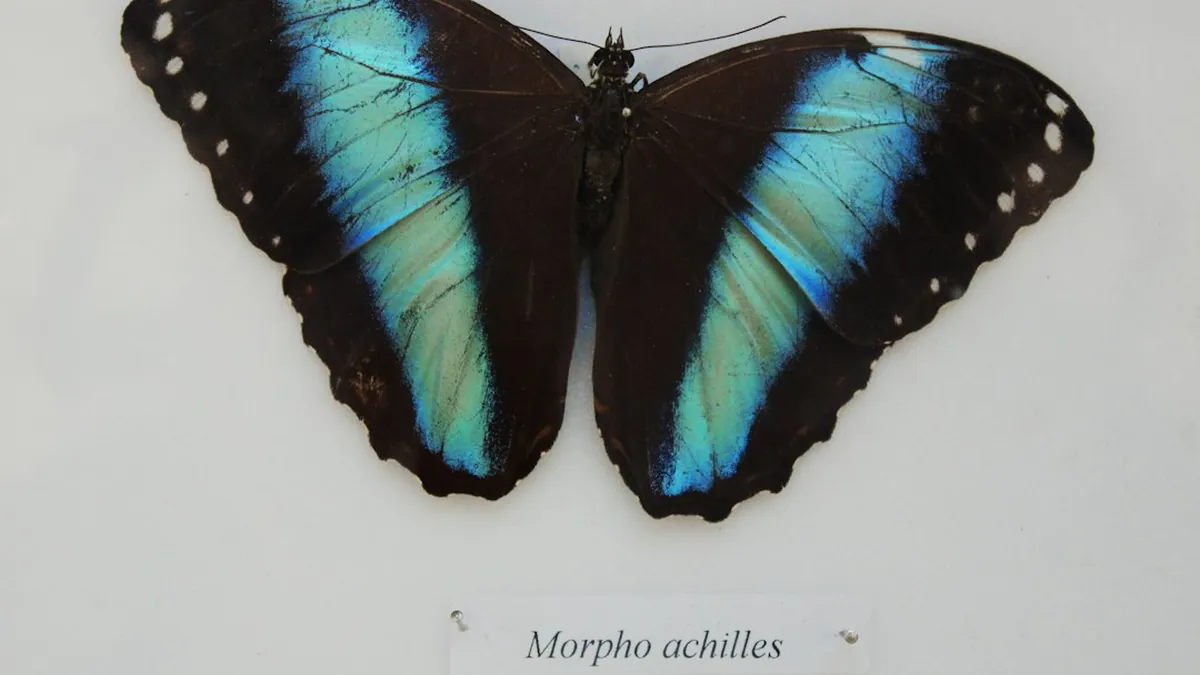 Morphing Wing Structures Adapting Real
