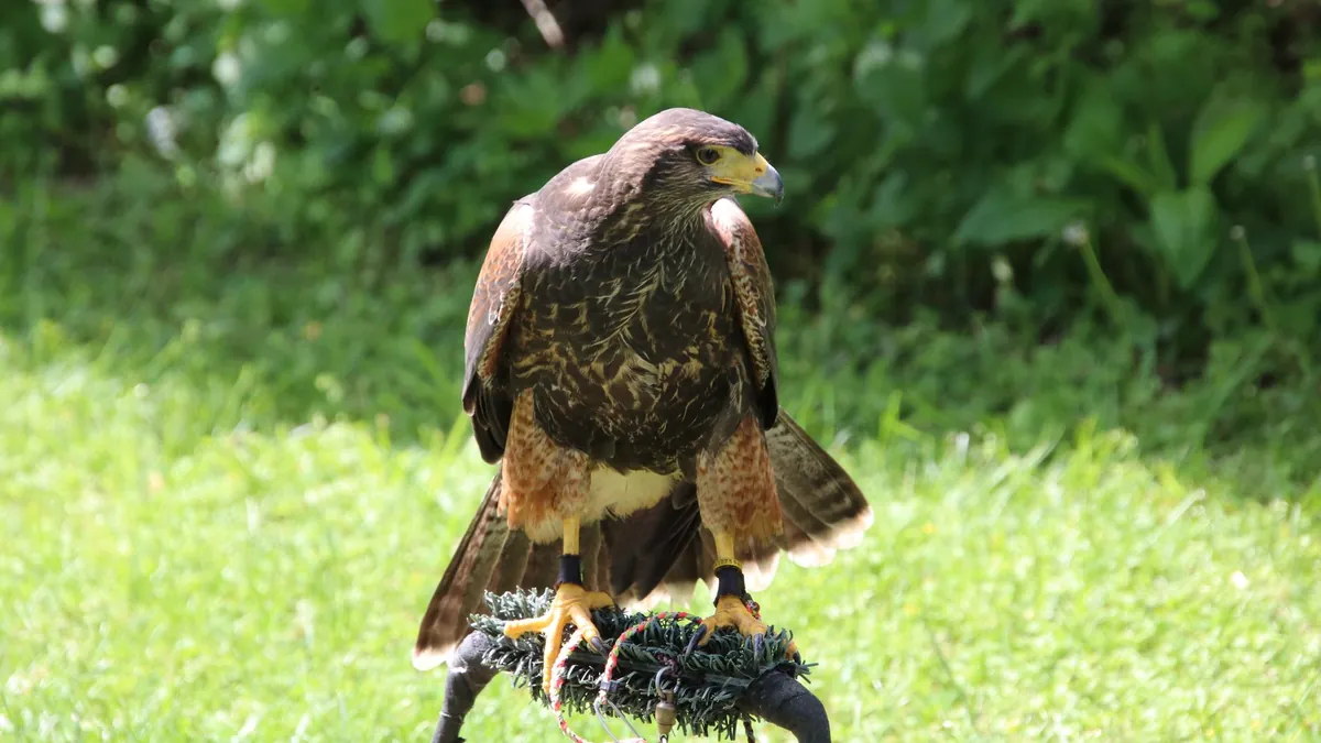 Ornithopter Hawk Design