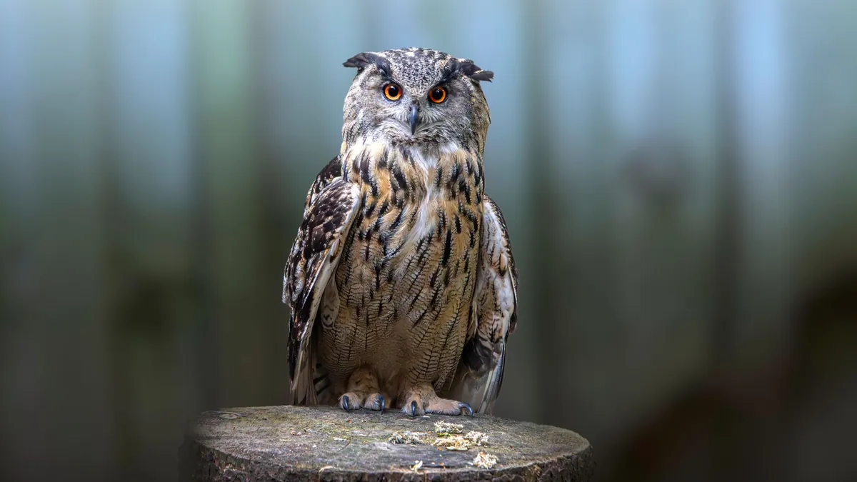 Owl