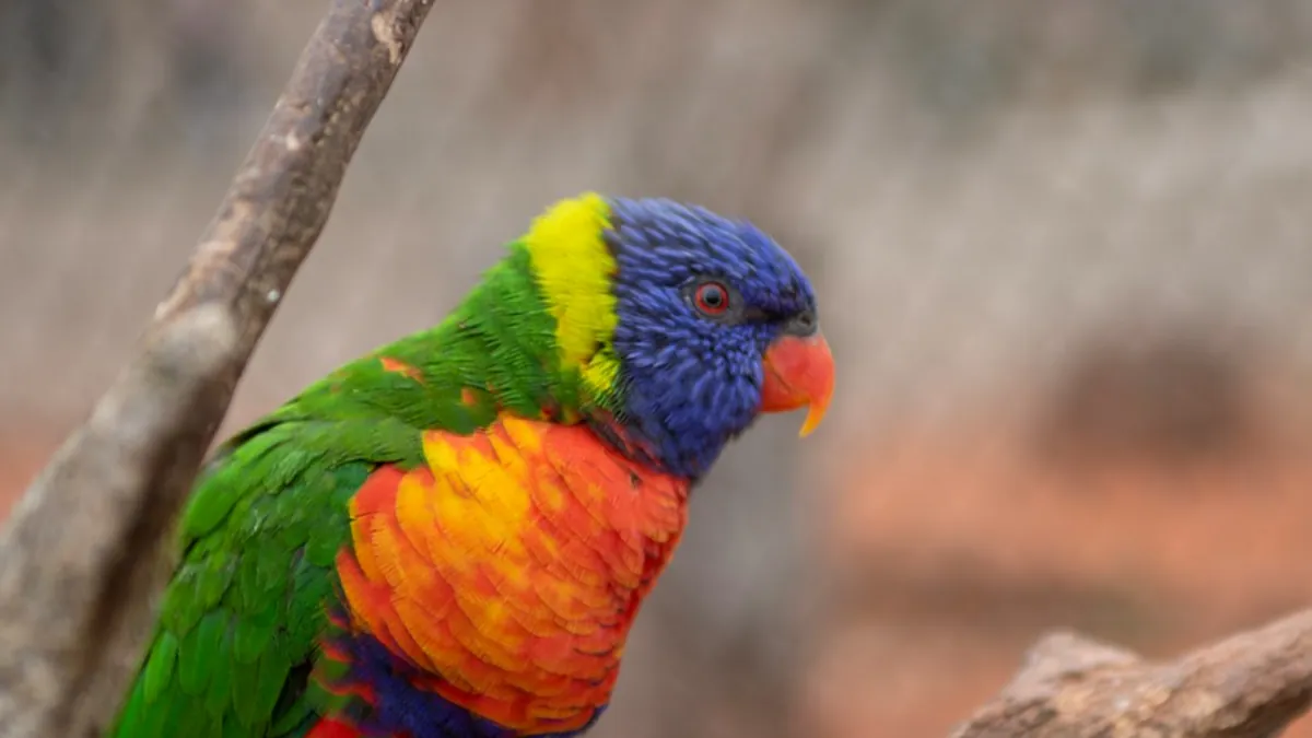 Parrot's French Facility