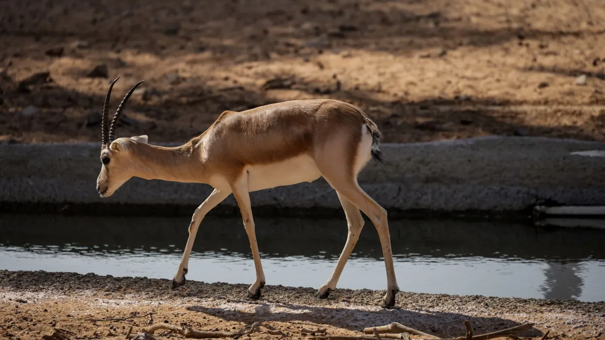 Saiga