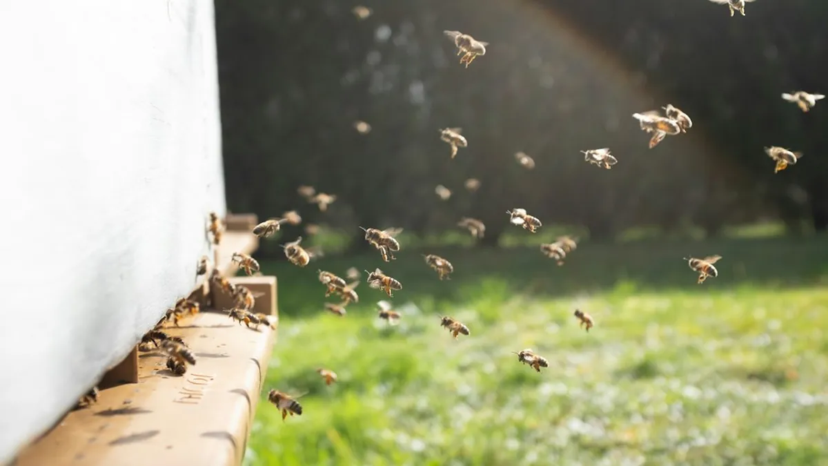 Swarm
